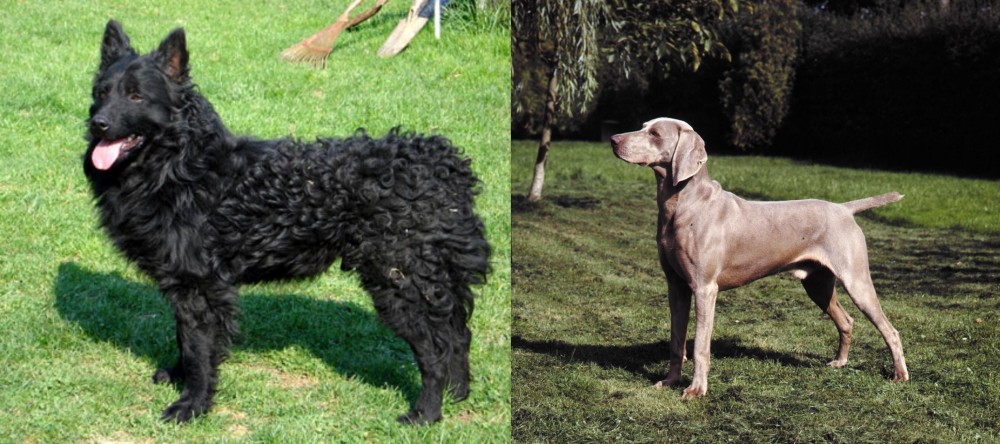 Smooth Haired Weimaraner vs Croatian Sheepdog - Breed Comparison