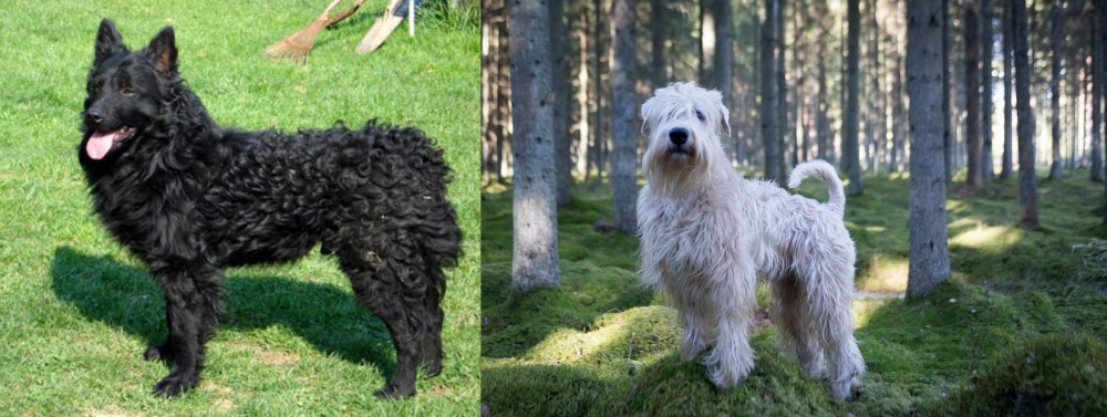 Soft-Coated Wheaten Terrier vs Croatian Sheepdog - Breed Comparison