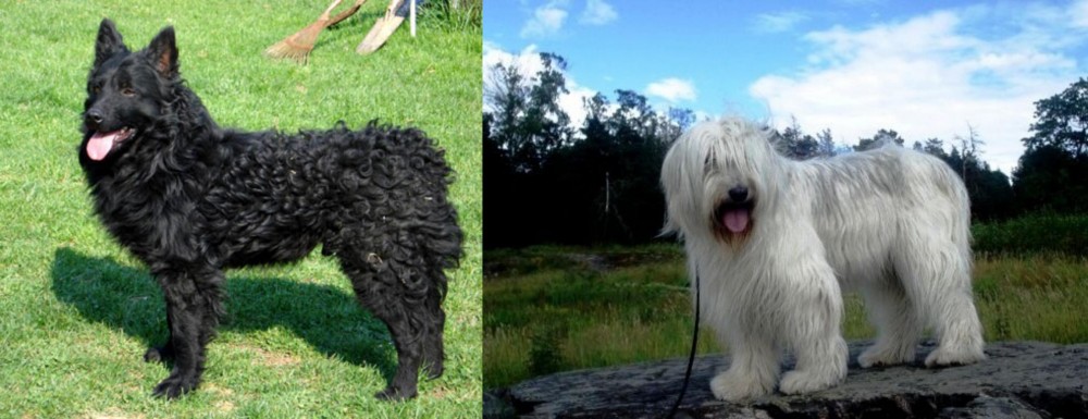 South Russian Ovcharka vs Croatian Sheepdog - Breed Comparison