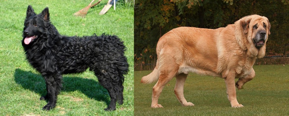 Spanish Mastiff vs Croatian Sheepdog - Breed Comparison