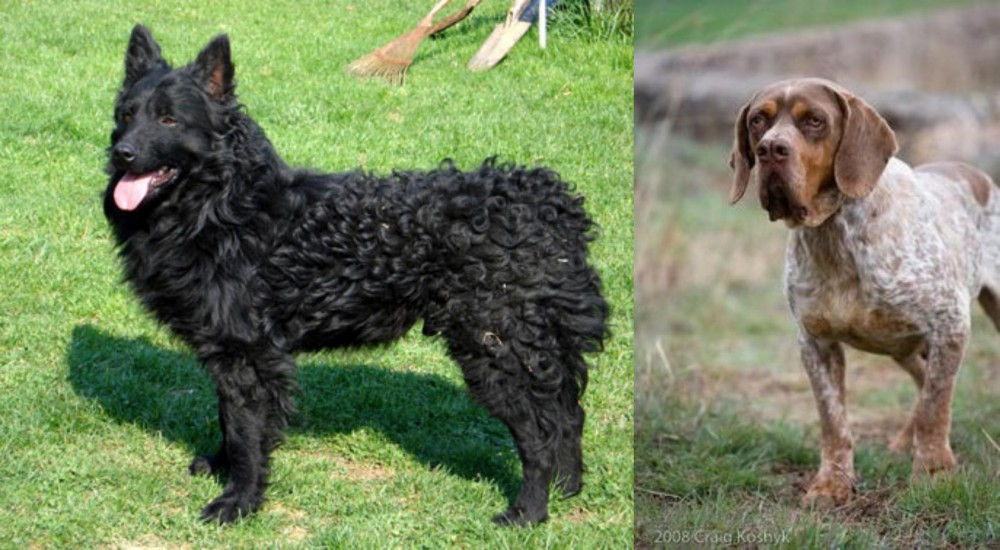 Spanish Pointer vs Croatian Sheepdog - Breed Comparison