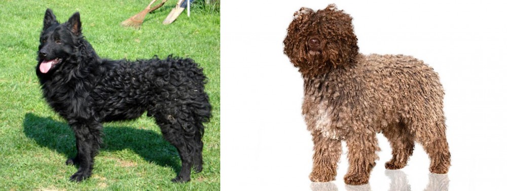 Spanish Water Dog vs Croatian Sheepdog - Breed Comparison