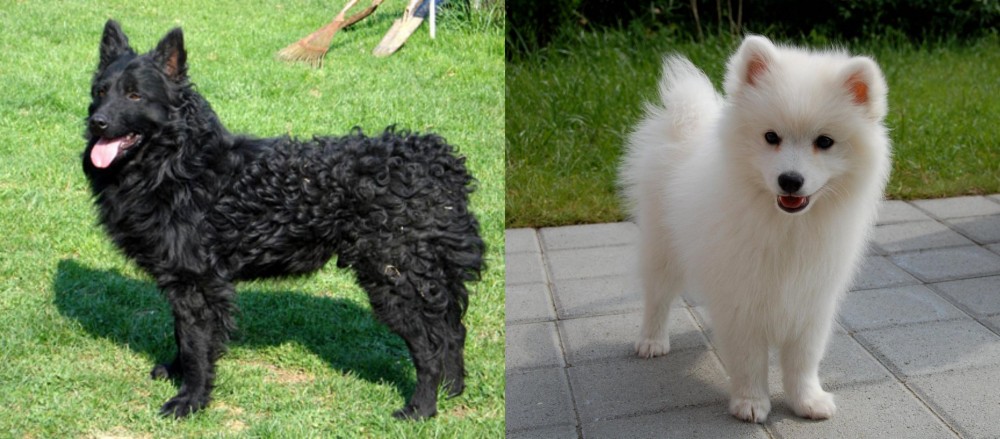 Spitz vs Croatian Sheepdog - Breed Comparison