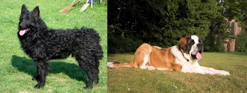 St. Bernard vs Croatian Sheepdog - Breed Comparison