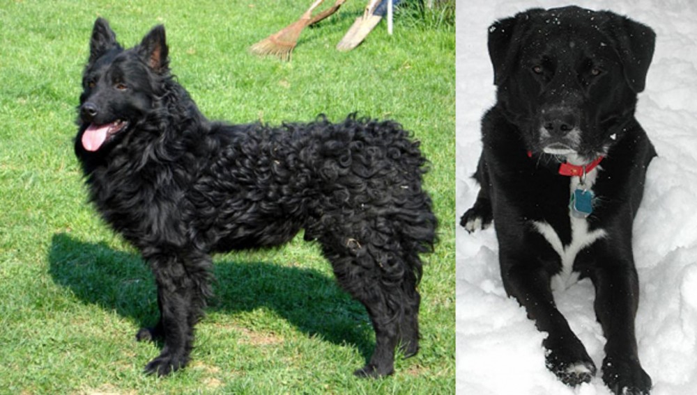St. John's Water Dog vs Croatian Sheepdog - Breed Comparison