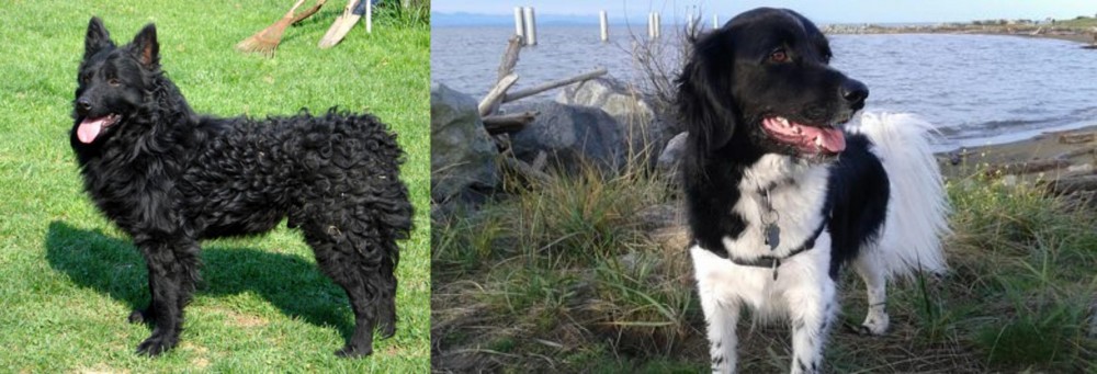Stabyhoun vs Croatian Sheepdog - Breed Comparison