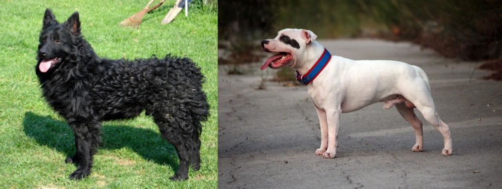 Staffordshire Bull Terrier vs Croatian Sheepdog - Breed Comparison