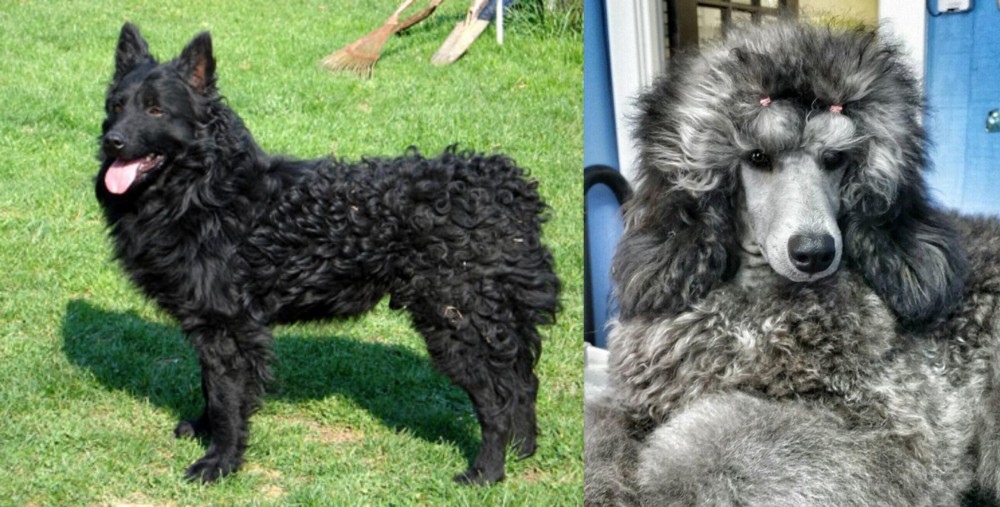 Standard Poodle vs Croatian Sheepdog - Breed Comparison