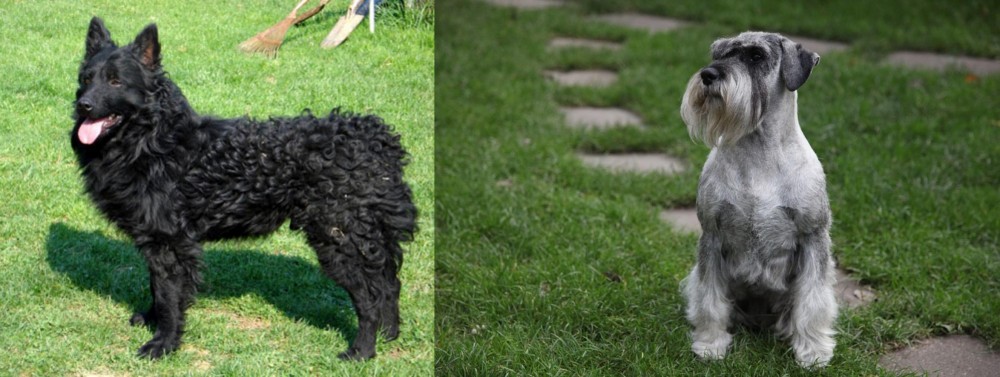 Standard Schnauzer vs Croatian Sheepdog - Breed Comparison