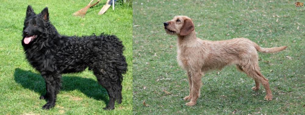 Styrian Coarse Haired Hound vs Croatian Sheepdog - Breed Comparison