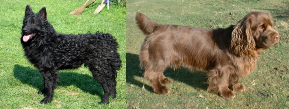 Sussex Spaniel vs Croatian Sheepdog - Breed Comparison