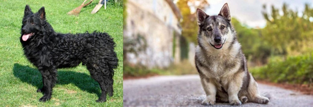 Swedish Vallhund vs Croatian Sheepdog - Breed Comparison