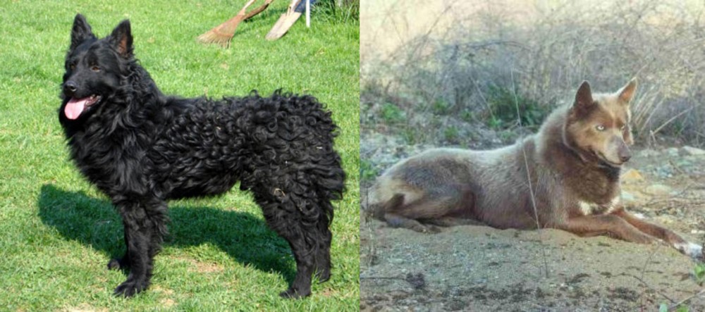 Tahltan Bear Dog vs Croatian Sheepdog - Breed Comparison