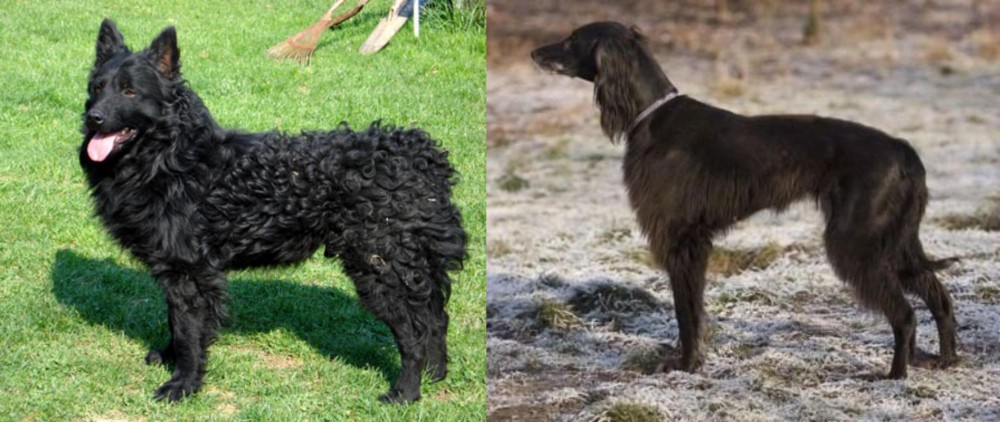 Taigan vs Croatian Sheepdog - Breed Comparison