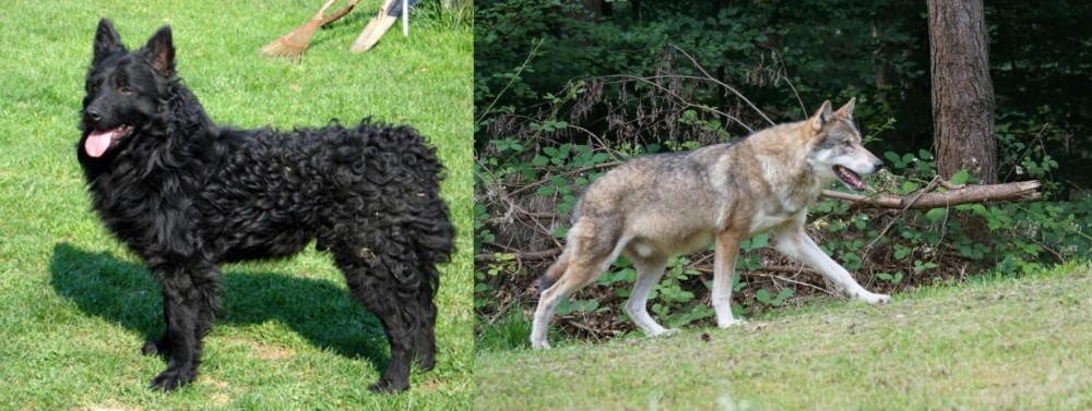 Tamaskan vs Croatian Sheepdog - Breed Comparison