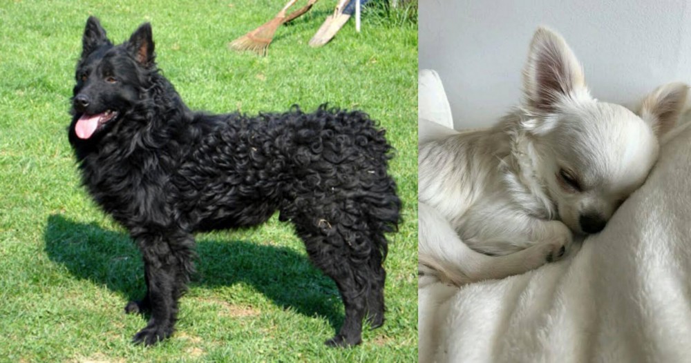Tea Cup Chihuahua vs Croatian Sheepdog - Breed Comparison