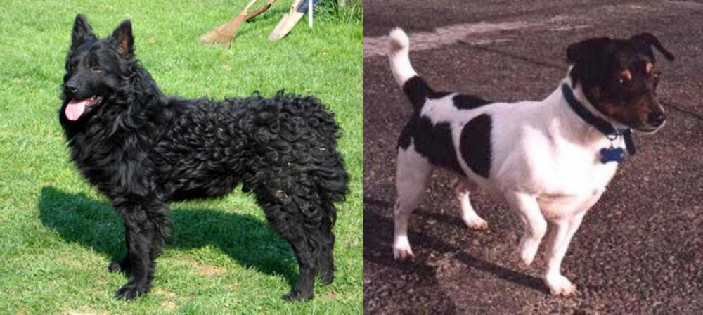 Teddy Roosevelt Terrier vs Croatian Sheepdog - Breed Comparison
