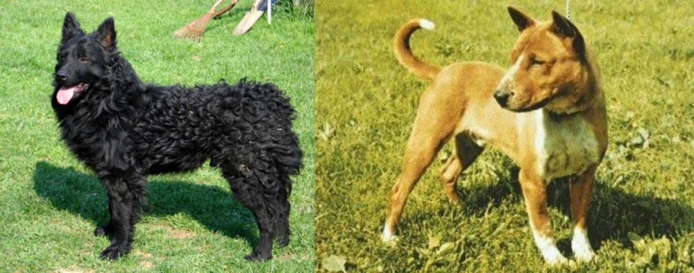 Telomian vs Croatian Sheepdog - Breed Comparison