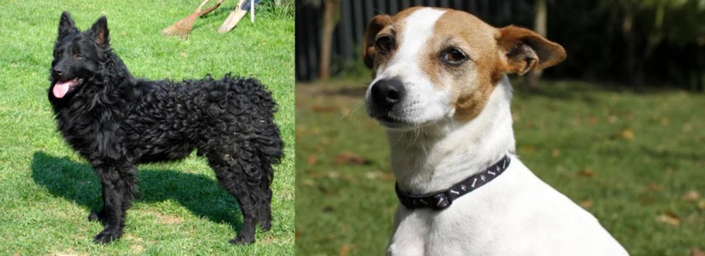 Tenterfield Terrier vs Croatian Sheepdog - Breed Comparison