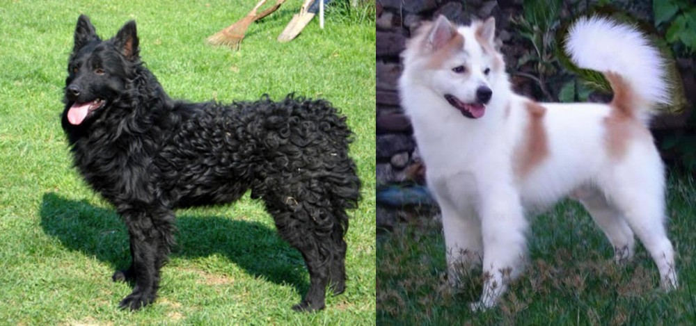 Thai Bangkaew vs Croatian Sheepdog - Breed Comparison