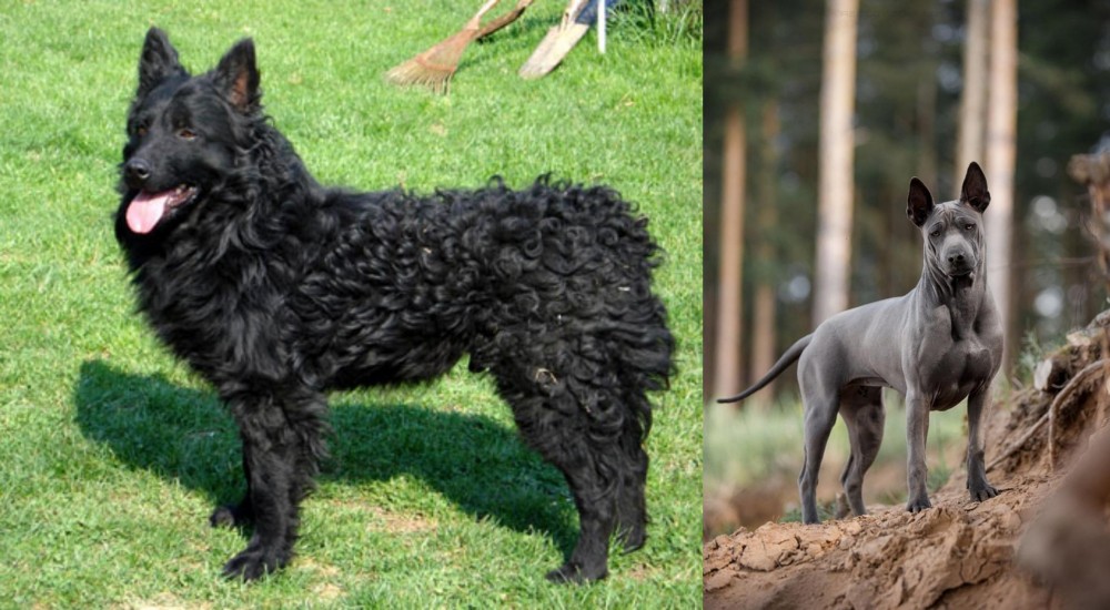 Thai Ridgeback vs Croatian Sheepdog - Breed Comparison
