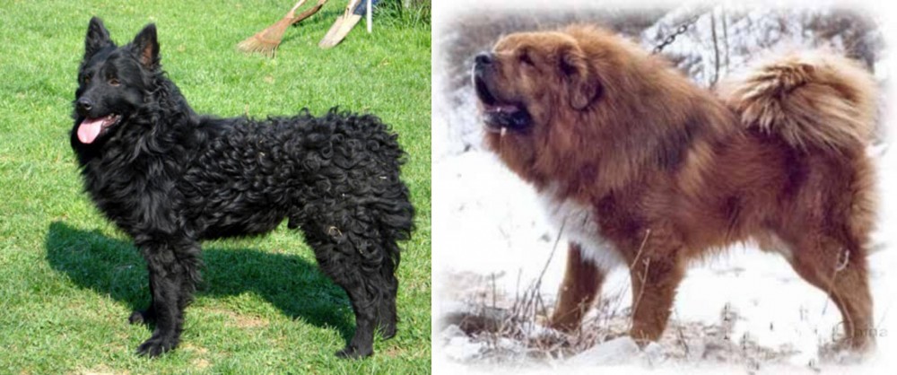 Tibetan Kyi Apso vs Croatian Sheepdog - Breed Comparison