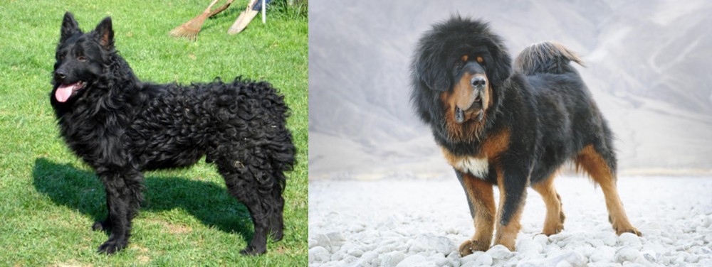 Tibetan Mastiff vs Croatian Sheepdog - Breed Comparison