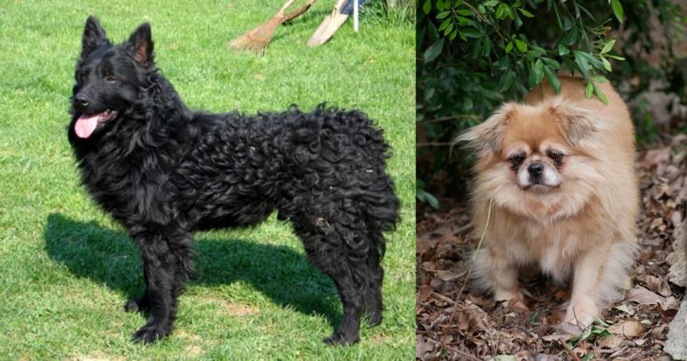 Tibetan Spaniel vs Croatian Sheepdog - Breed Comparison