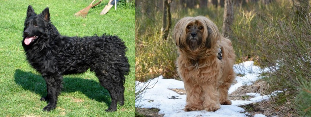 Tibetan Terrier vs Croatian Sheepdog - Breed Comparison
