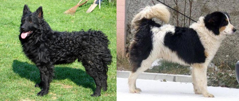Tornjak vs Croatian Sheepdog - Breed Comparison
