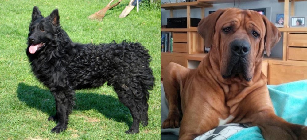 Tosa vs Croatian Sheepdog - Breed Comparison