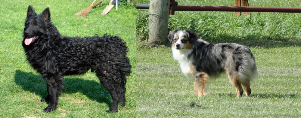 Toy Australian Shepherd vs Croatian Sheepdog - Breed Comparison