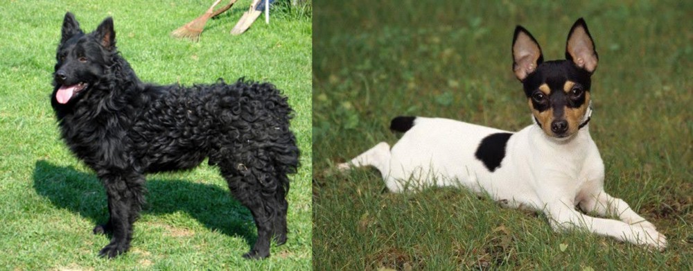 Toy Fox Terrier vs Croatian Sheepdog - Breed Comparison