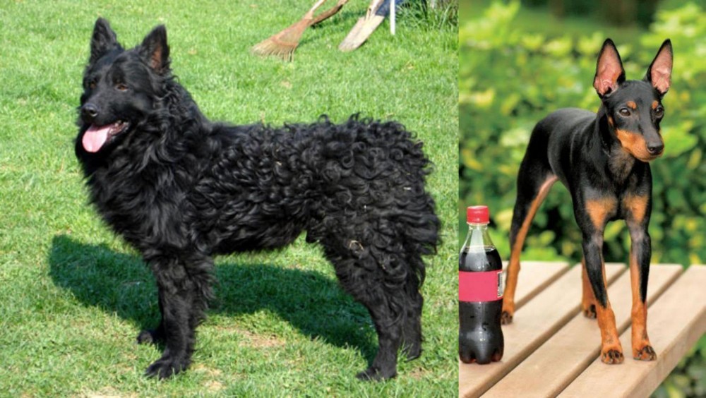 Toy Manchester Terrier vs Croatian Sheepdog - Breed Comparison