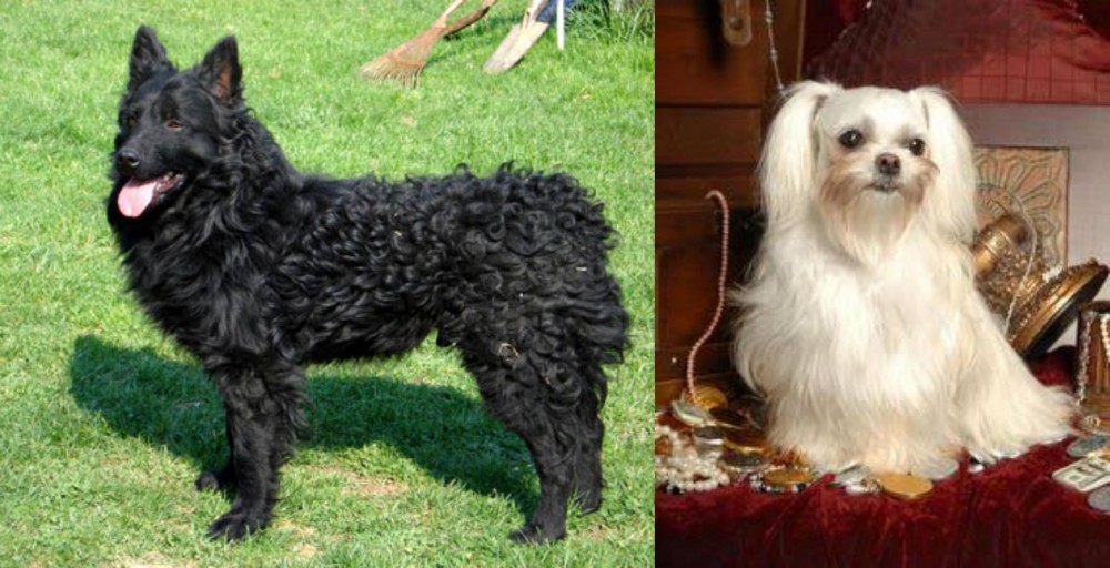 Toy Mi-Ki vs Croatian Sheepdog - Breed Comparison