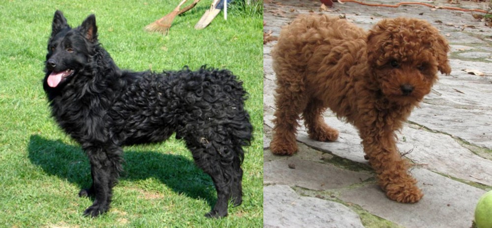 Toy Poodle vs Croatian Sheepdog - Breed Comparison