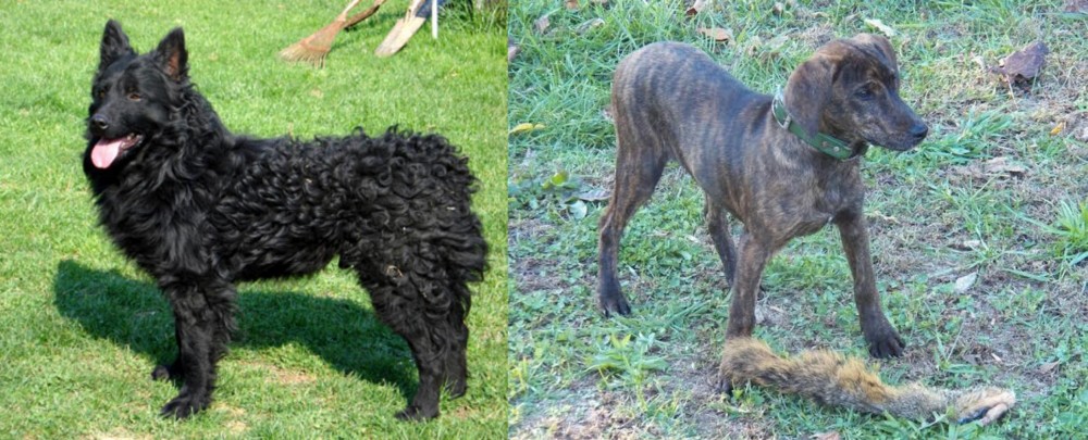 Treeing Cur vs Croatian Sheepdog - Breed Comparison