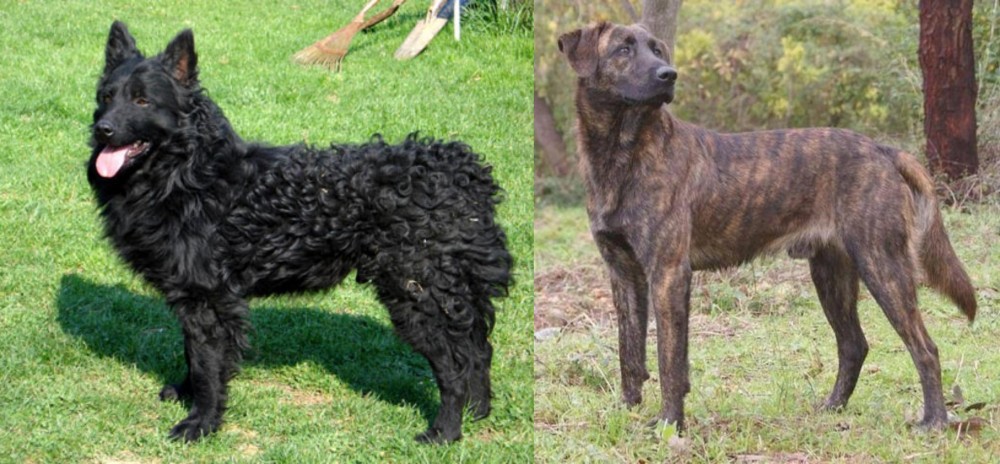 Treeing Tennessee Brindle vs Croatian Sheepdog - Breed Comparison