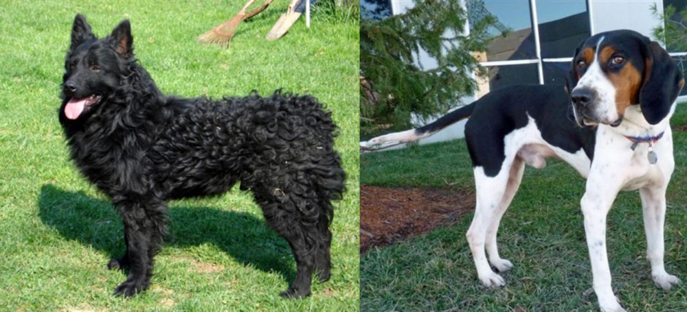 Treeing Walker Coonhound vs Croatian Sheepdog - Breed Comparison