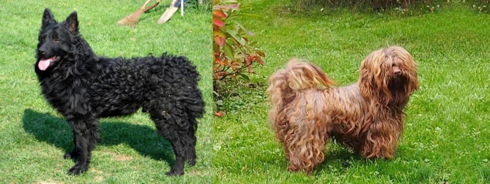 Tsvetnaya Bolonka vs Croatian Sheepdog - Breed Comparison
