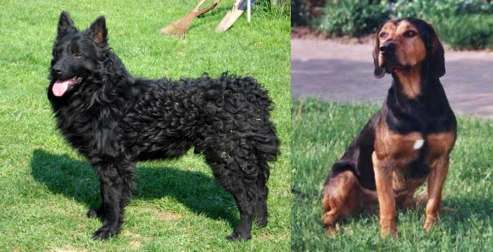 Tyrolean Hound vs Croatian Sheepdog - Breed Comparison