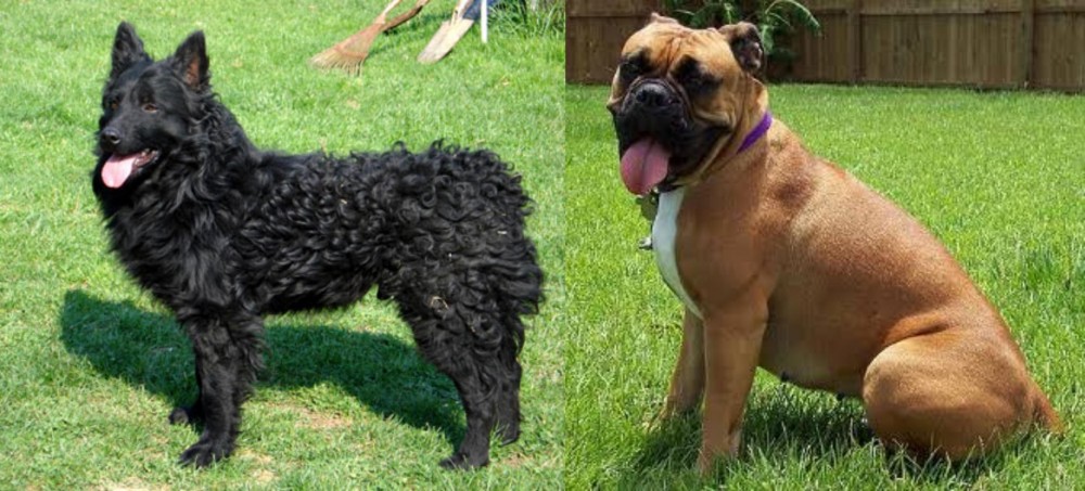 Valley Bulldog vs Croatian Sheepdog - Breed Comparison