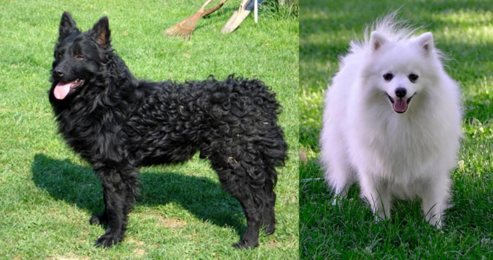 Volpino Italiano vs Croatian Sheepdog - Breed Comparison