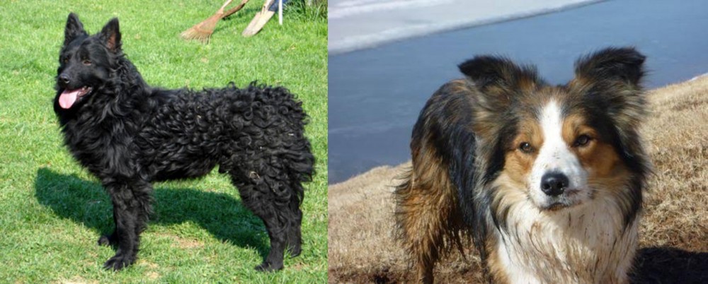 Welsh Sheepdog vs Croatian Sheepdog - Breed Comparison