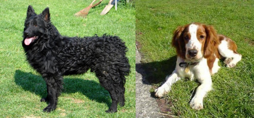 Welsh Springer Spaniel vs Croatian Sheepdog - Breed Comparison
