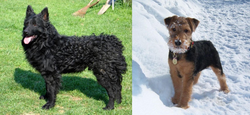 Welsh Terrier vs Croatian Sheepdog - Breed Comparison