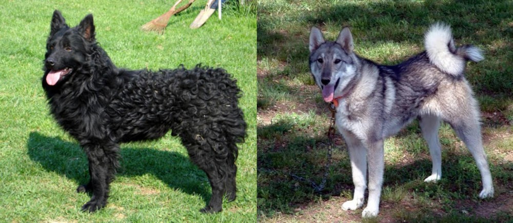 West Siberian Laika vs Croatian Sheepdog - Breed Comparison
