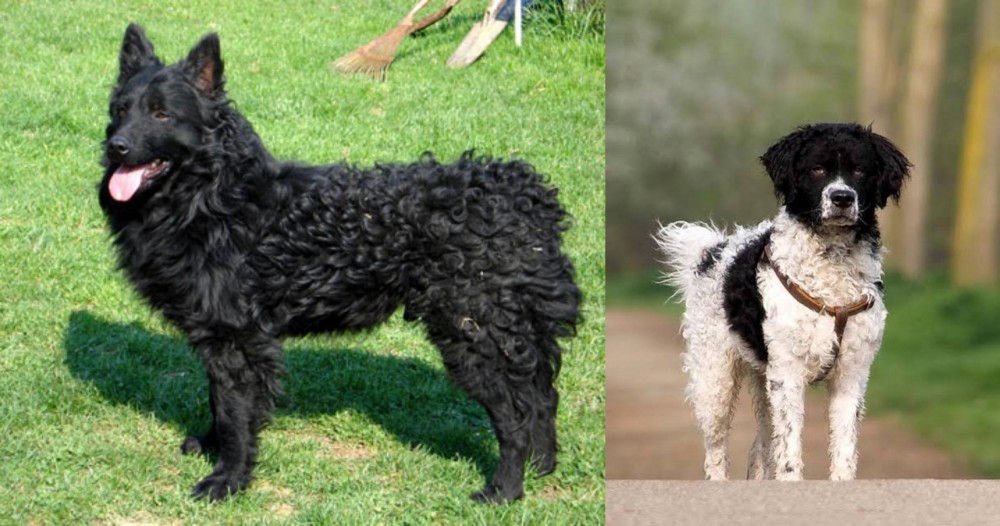 Wetterhoun vs Croatian Sheepdog - Breed Comparison