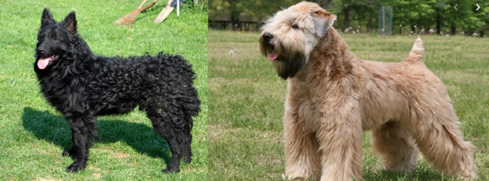 Wheaten Terrier vs Croatian Sheepdog - Breed Comparison