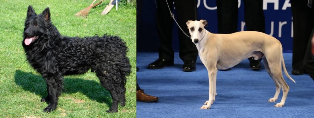 Whippet vs Croatian Sheepdog - Breed Comparison